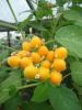 Solanum abutiloïdes (boomtomaat)