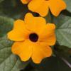 Thunbergia alata ‘New Orange’  