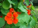 Tropaeolum nanum "Top Flowering Orange"