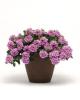 Verbena ‘EnduraScape Pink Bicolor’
