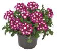 Verbena  ‘Venturi Cherry Eye’