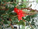 Begonia fuchsioides ‘Rood’