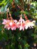 Begonia fuchsioides ‘Roze’