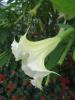 Brugmansia cordata wit ( stam)