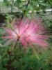 Calliandra ‘Dixie Pink’ ( stam)