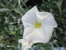 Convolvulus cneorum