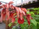 Erythrina crista-galli’( stam)