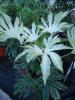 Fatsia japonica "Spider"s Web"