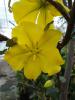 Fremontodendron callifornicum (stam)