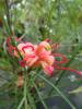 Grevillea ‘Coastel Gem"