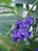 Hardenbergia violacea