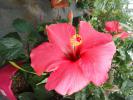 Hibiscus rosa-sinensis