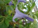 Iochroma australe "Blue trumpets"