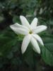 Jasminum sambac