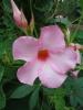 Mandevilla amabilis ‘Alice du Pond’