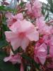 Nerium oleander