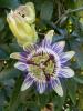 Passiflora caerulea