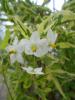 Solanum jasminoides ‘Variegata’ (piramide)