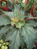 Begonia "Black Taffeta" grote pot