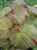 Begonia "Burle Marx" grote pot