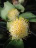 Haemanthus albiflos