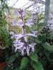 Plectranthus "Mona Lavender"