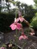 Nicotiana "Vedado Pink"