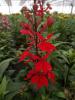 Lobelia speciosa "Starship Scarlet"