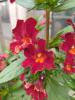 Mimulus aurantiacus 'Mai Tai Red'