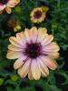 Osteospermum ecklonis 'Banana Shake'