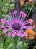 Osteospermum ecklonis 'Flower Power Spider PInk'