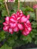 Pelargonium peltatum 'Medio Lollipop Mariska'