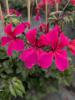 Pelargonium peltatum 'Viletta Neon Rose'