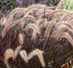 pennisetum x advena 'Rubrum'