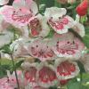 Penstemon hartwegii 'Ice Cream Strawberries & Cream'