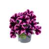 Petunia 'Go!Tunia Cosmic Pink'