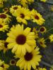Argyranthemum frutescens 'Grandaisy Yellow'