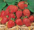 Fragaria 'Summer Breeze Snow'