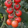 Solanum lycopersicum 'Tomato Bolstar Gimli F1'