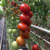 Solanum lycopersicum 'Tomato Bolstar Baloe F1'