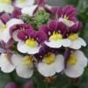 Nemesia x fruticans 'Mareto Burgundy & White'