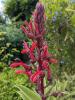 Lobelia tupa