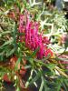 Grevillea 'Bronze Rambler'