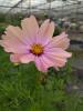 Cosmos bipinnatus 'Apricot Lemonade'