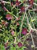 Nicotiana 'Bronze Queen'