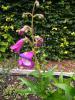 Penstemon 'Purple Passion'