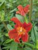 Mimulus aurantiacus 'Mai Tai Orange'