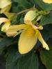 Begonia boliviensis 'Groovy Mellow Yellow'