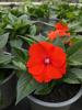 Impatiens x hybrida 'SunPatiens Compact Electric Orange'