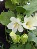 Lophospermum erubescens 'Lofos Compact White'